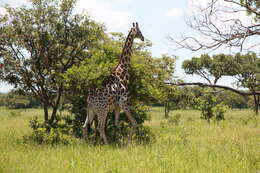 Image of Giraffe