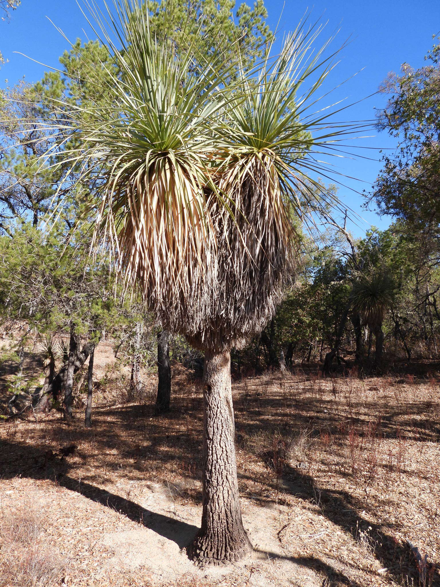 Image de Nolina beldingii Brandegee