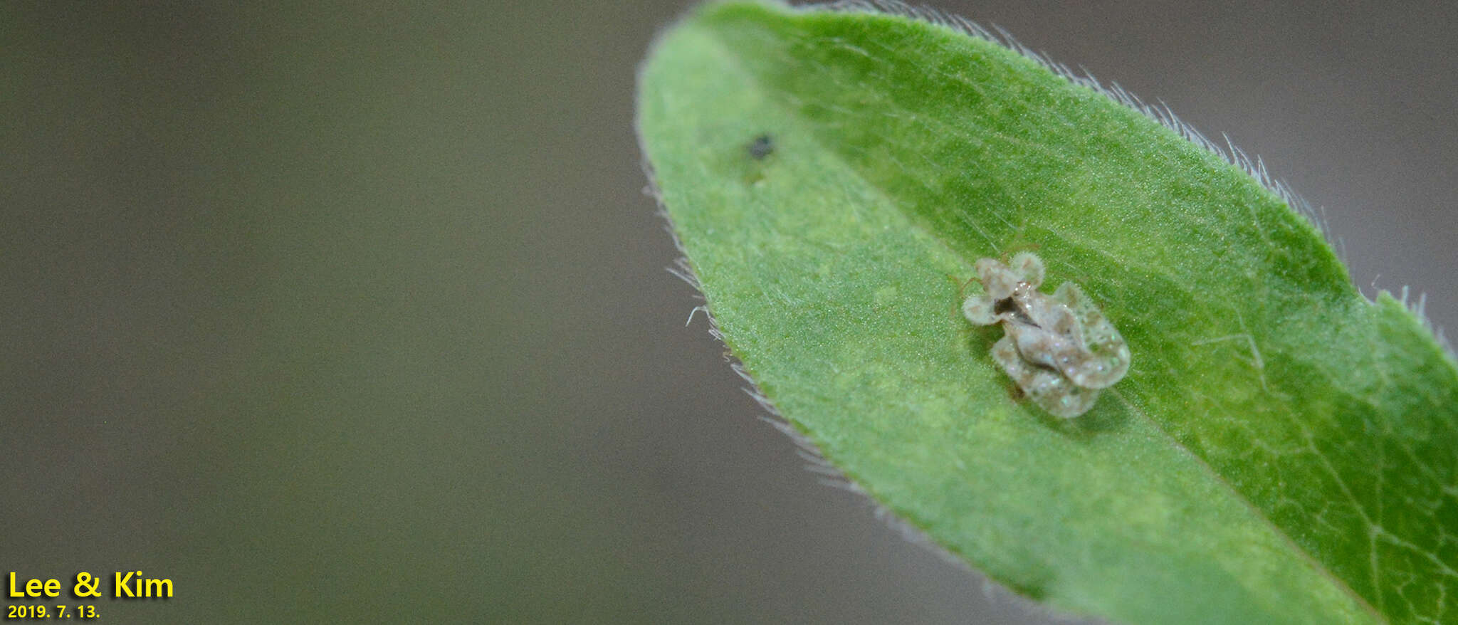 Image of Chrysanthemum Lace Bug