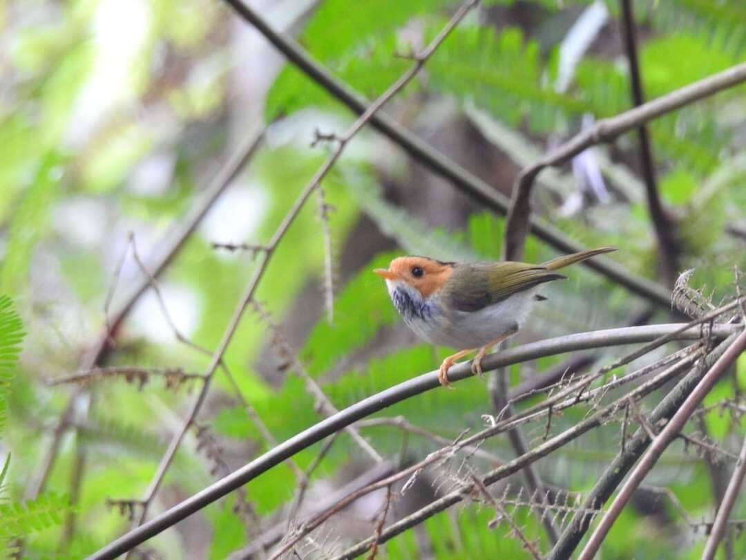 Image of Rufous-faced Warbler