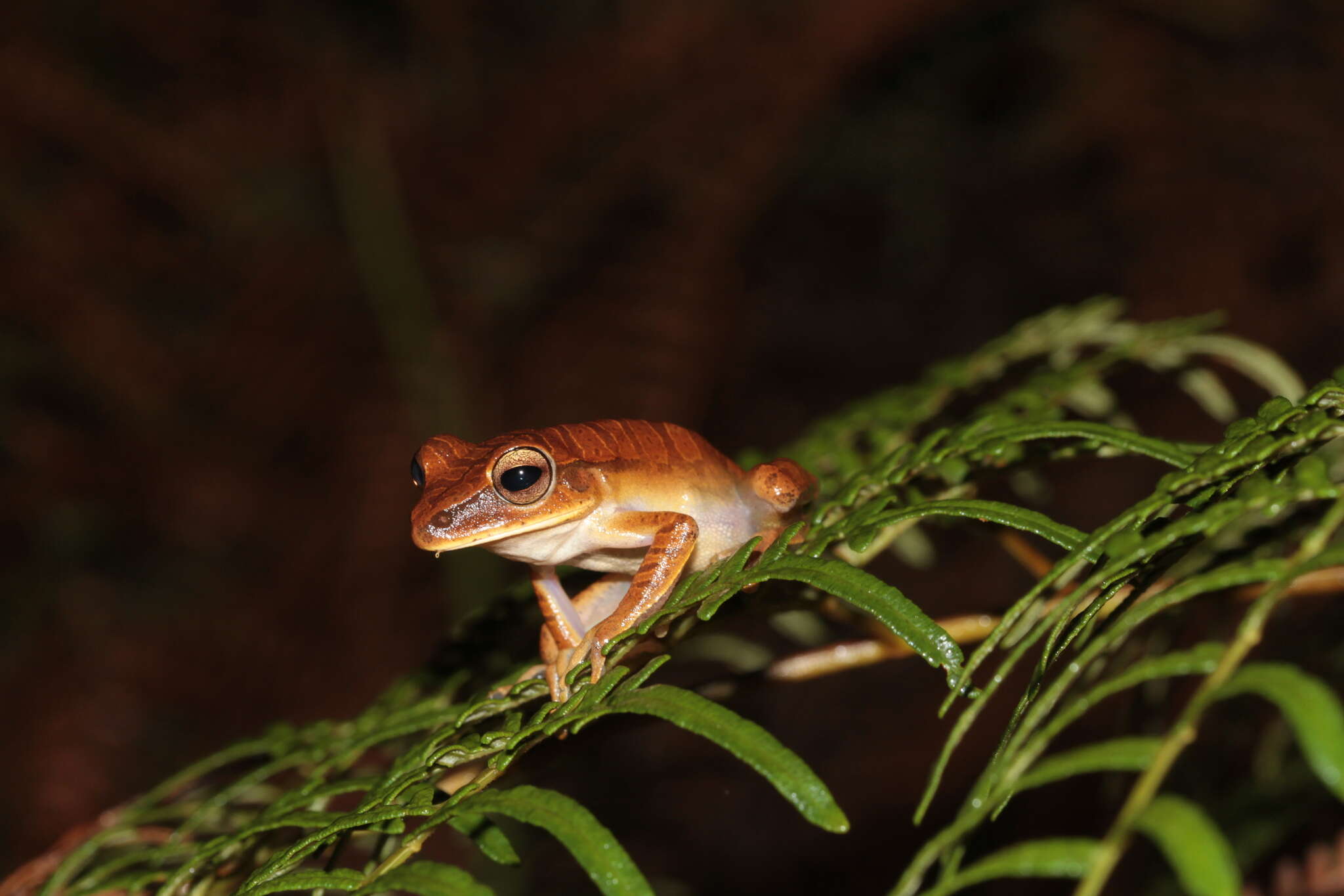 Imagem de Boana multifasciata (Günther 1859)