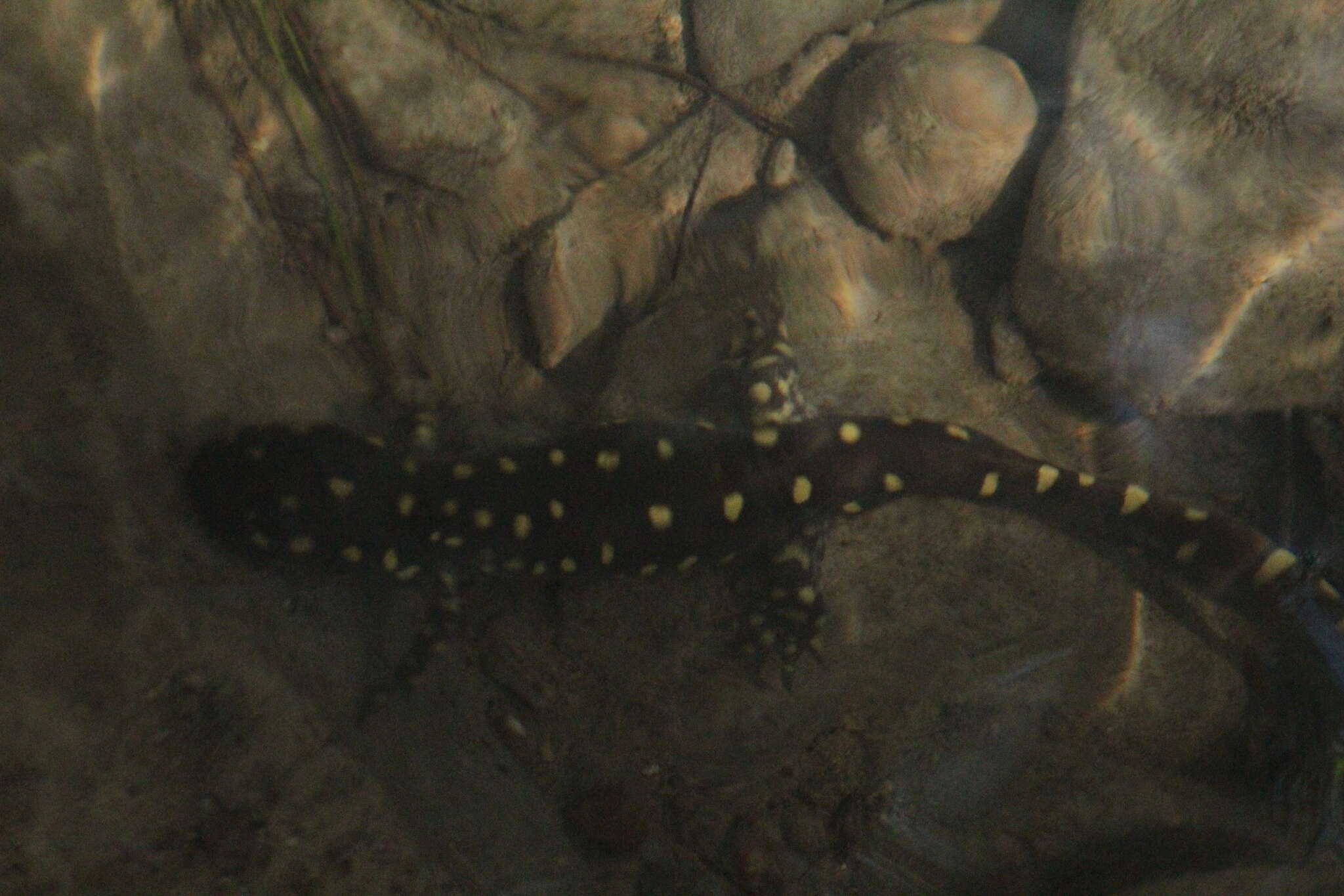 Image of Tarahumara Salamander