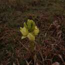 Image de Eulophia cooperi Rchb. fil.