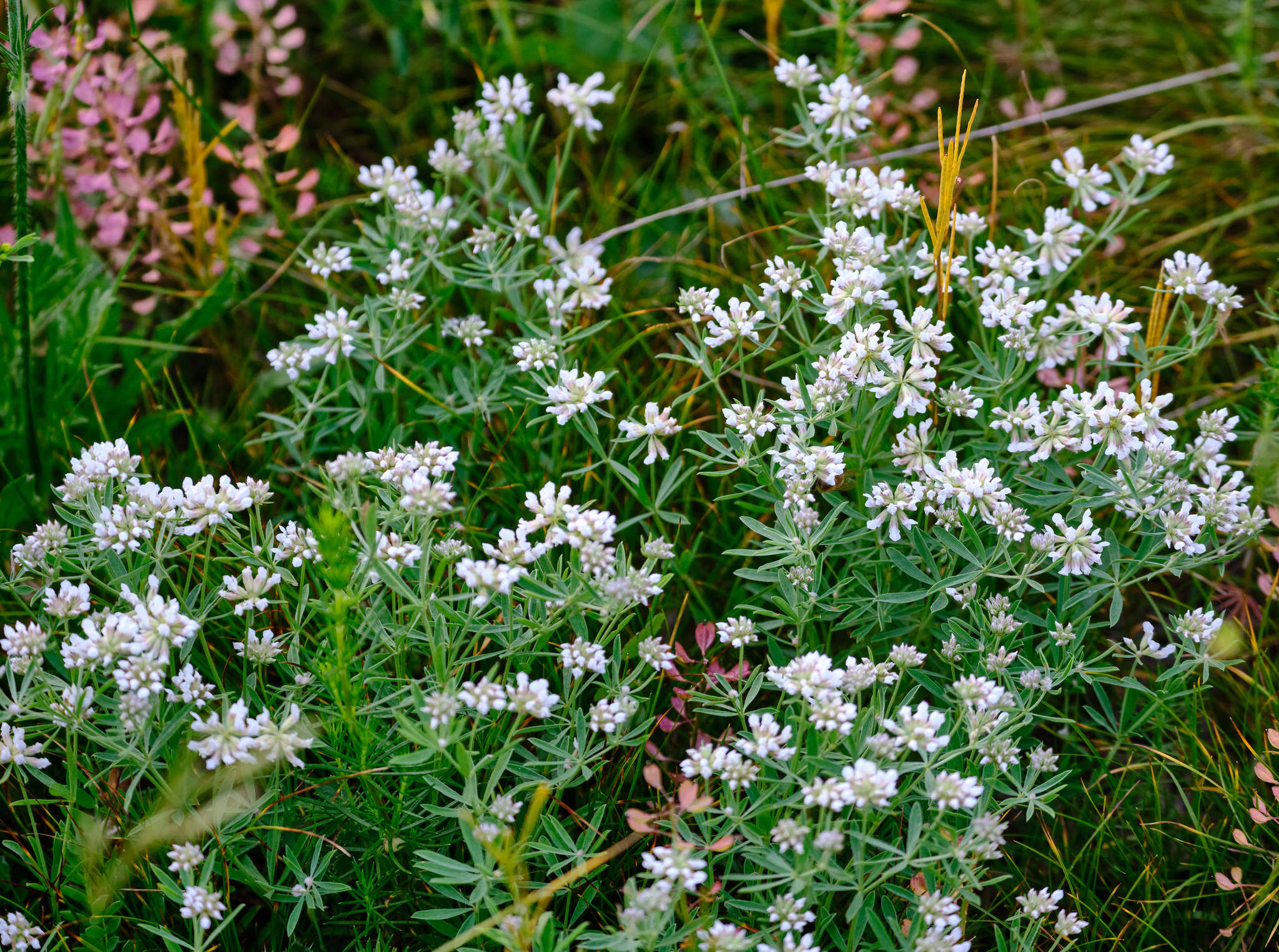 Plancia ëd <i>Lotus germanicus</i>