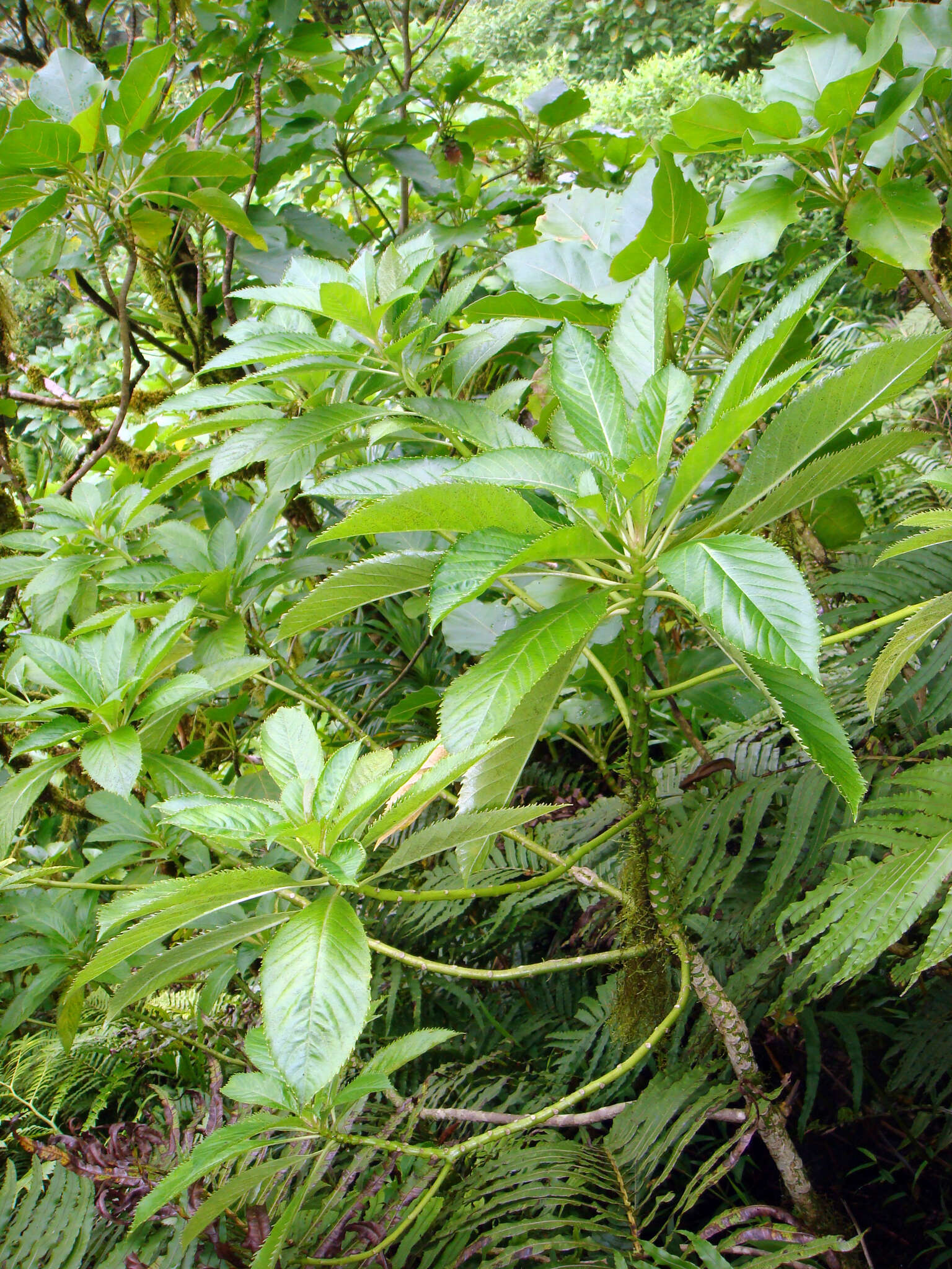 Image de Sclerotheca viridiflora Cheeseman