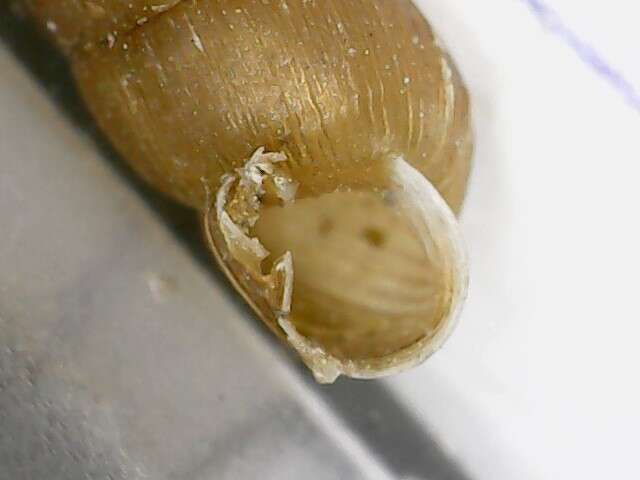 Image of Tree snail