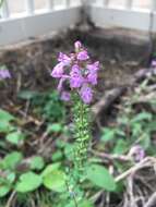 Image of PInk Mint