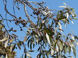 صورة Eucalyptus macrorhyncha F. Müll.