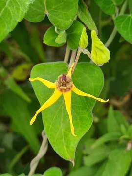 Image of Oxypetalum banksii Schult.