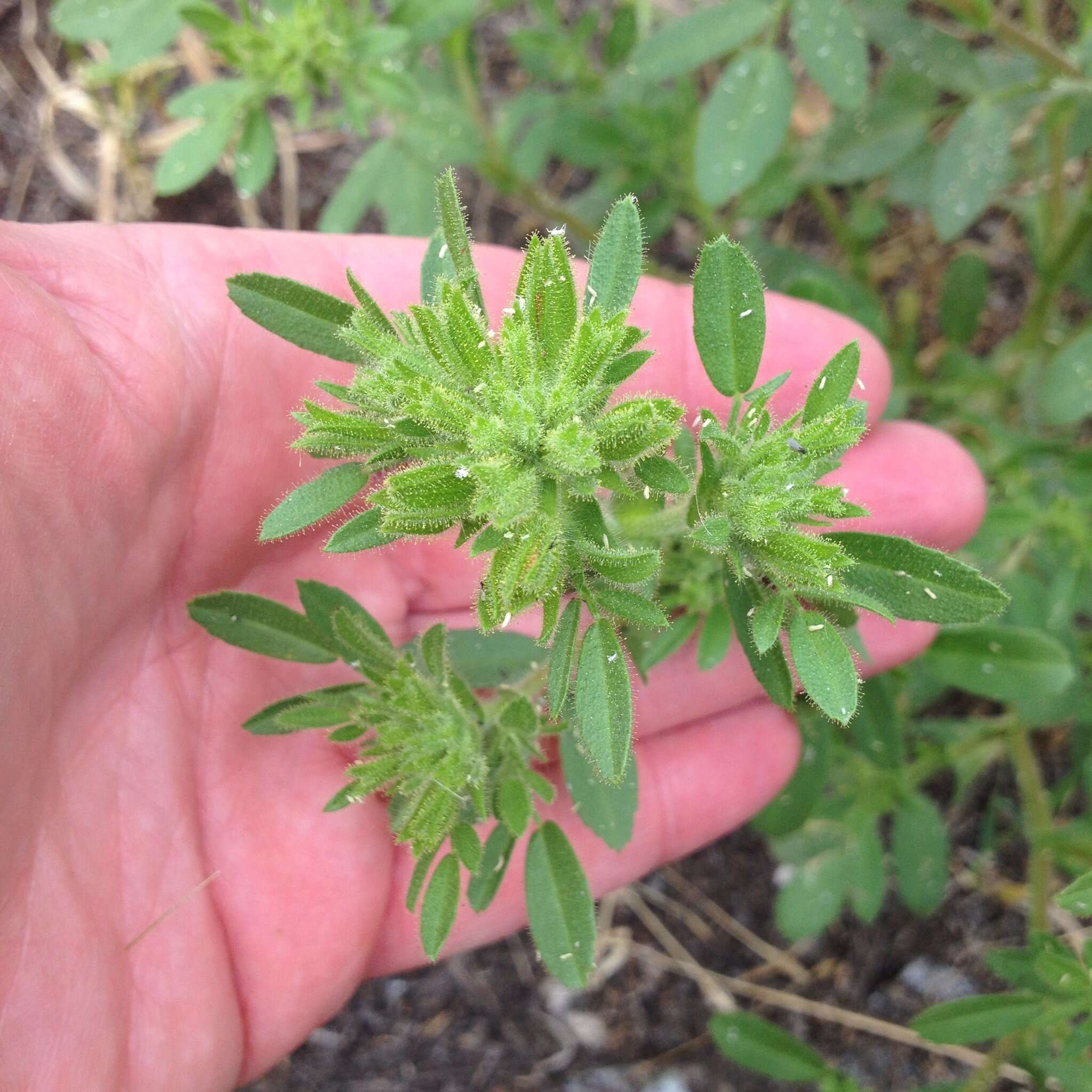 Ononis pubescens L.的圖片