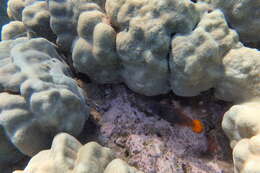 Image of Lacefin filefish