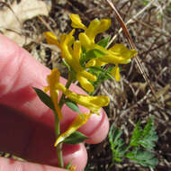 Image of smallflower fumewort