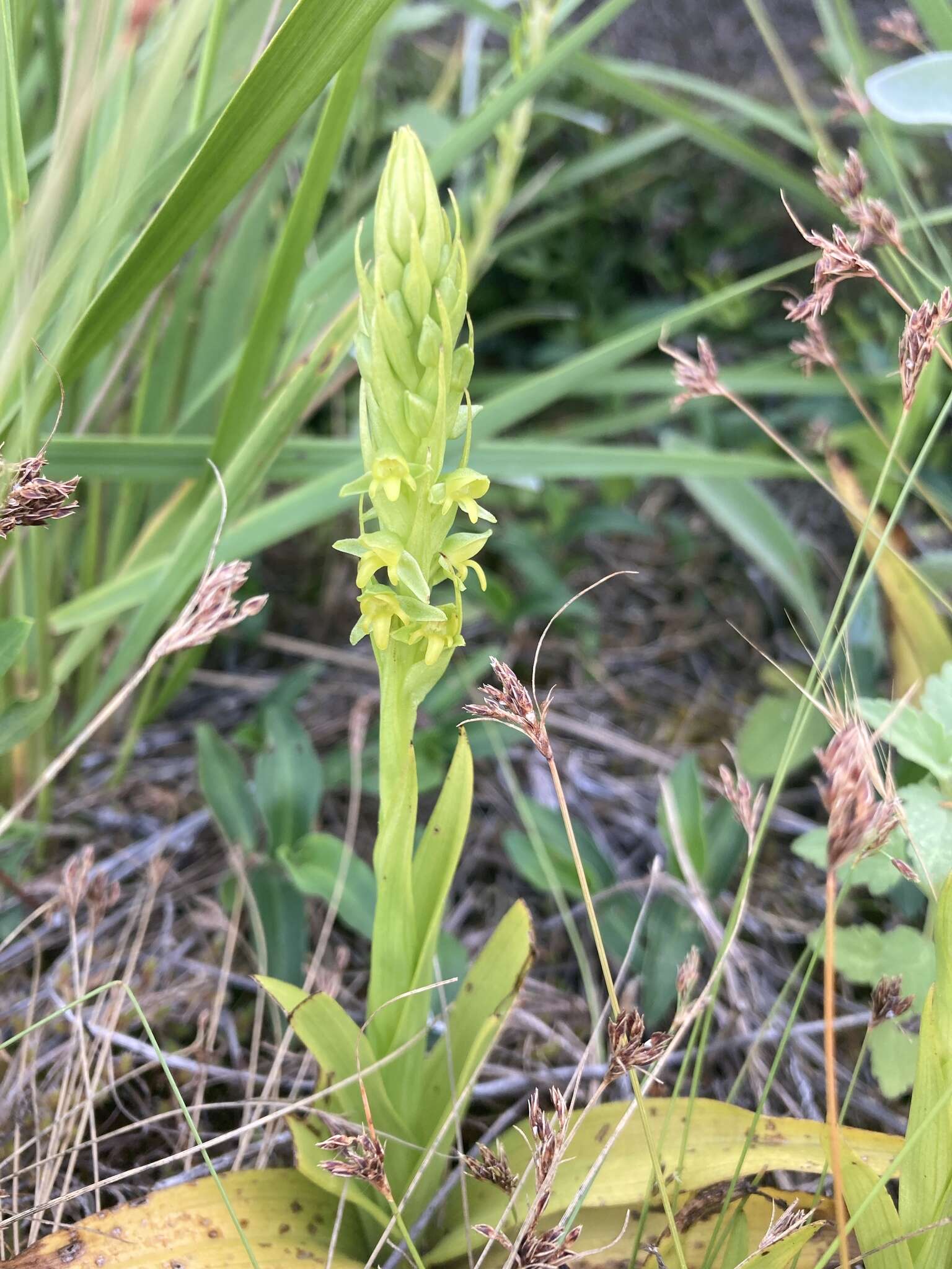 Image of Habenaria parviflora Lindl.