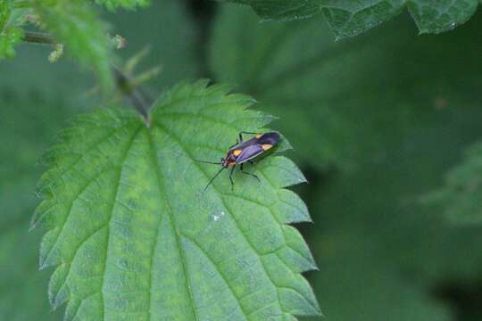 Слика од Capsodes flavomarginatus (Donovan 1798)