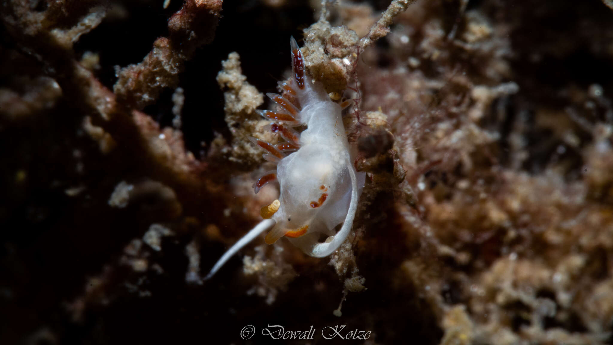 Image of Cratena minor Padula, Araújo, Matthews-Cascon & Schrödl 2014