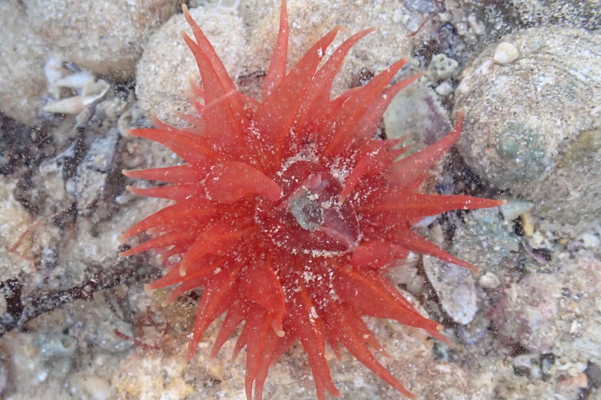 Image of Epiactis australiensis Carlgren 1950