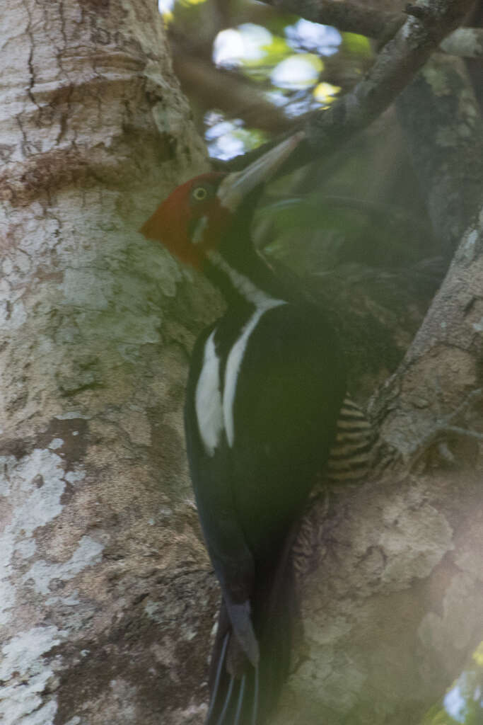 Image of Crimson-crested Woodpecker