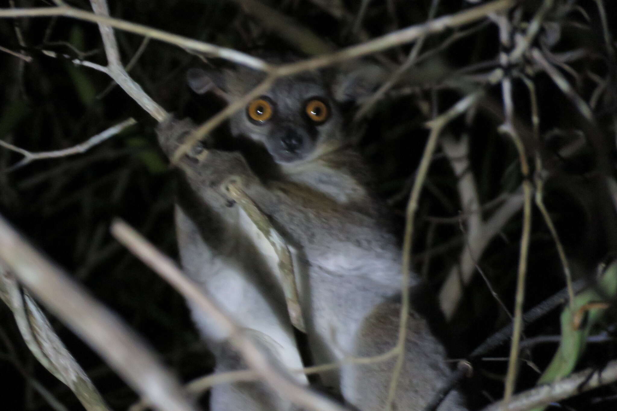 Image of Lesser Weasel Lemur