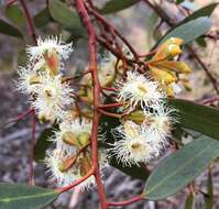 Image of Gooseberry Mallee