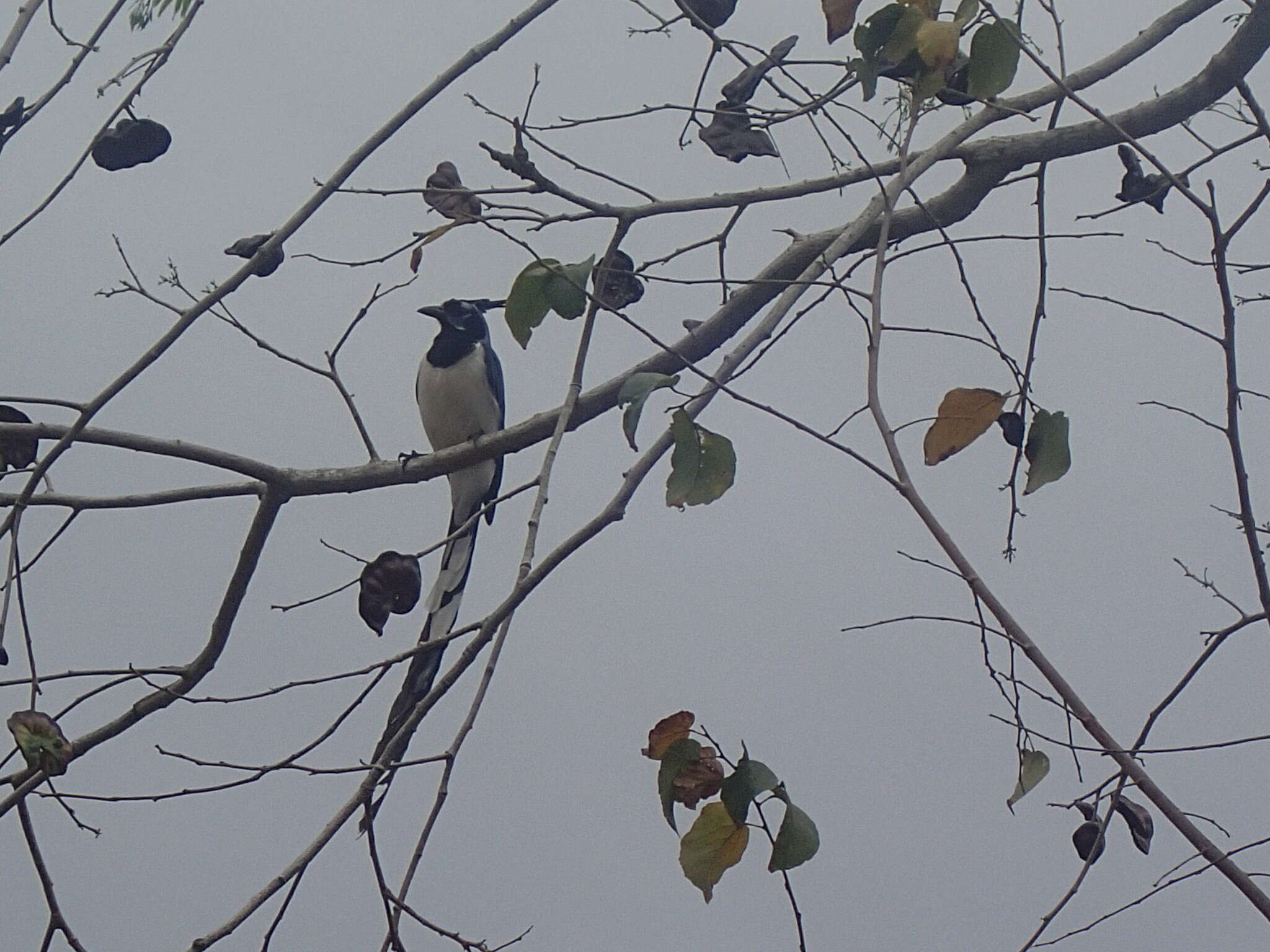 Image of Magpie-jay