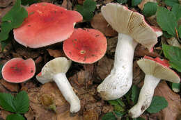 Sivun Russula rubra (Fr.) Fr. 1838 kuva