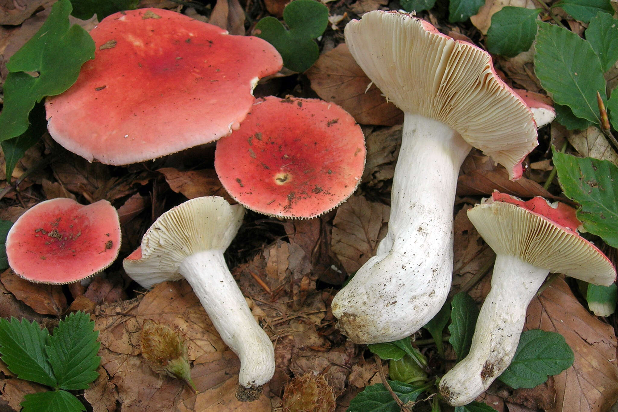 Image of Russula rubra (Fr.) Fr. 1838