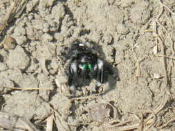 Phidippus audax (Hentz 1845) resmi