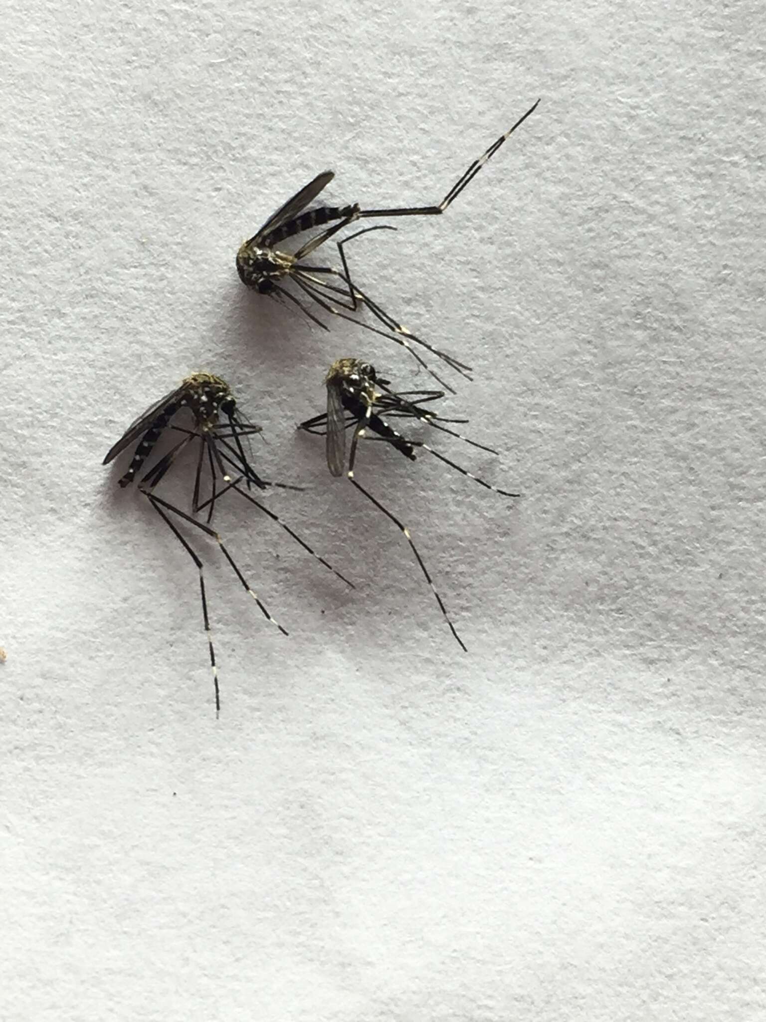 Image of Aedes japonicus (Theobald 1901)