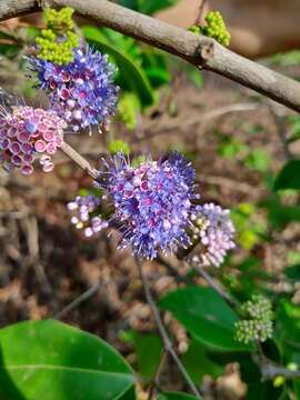 Слика од Memecylon umbellatum Burm. fil.