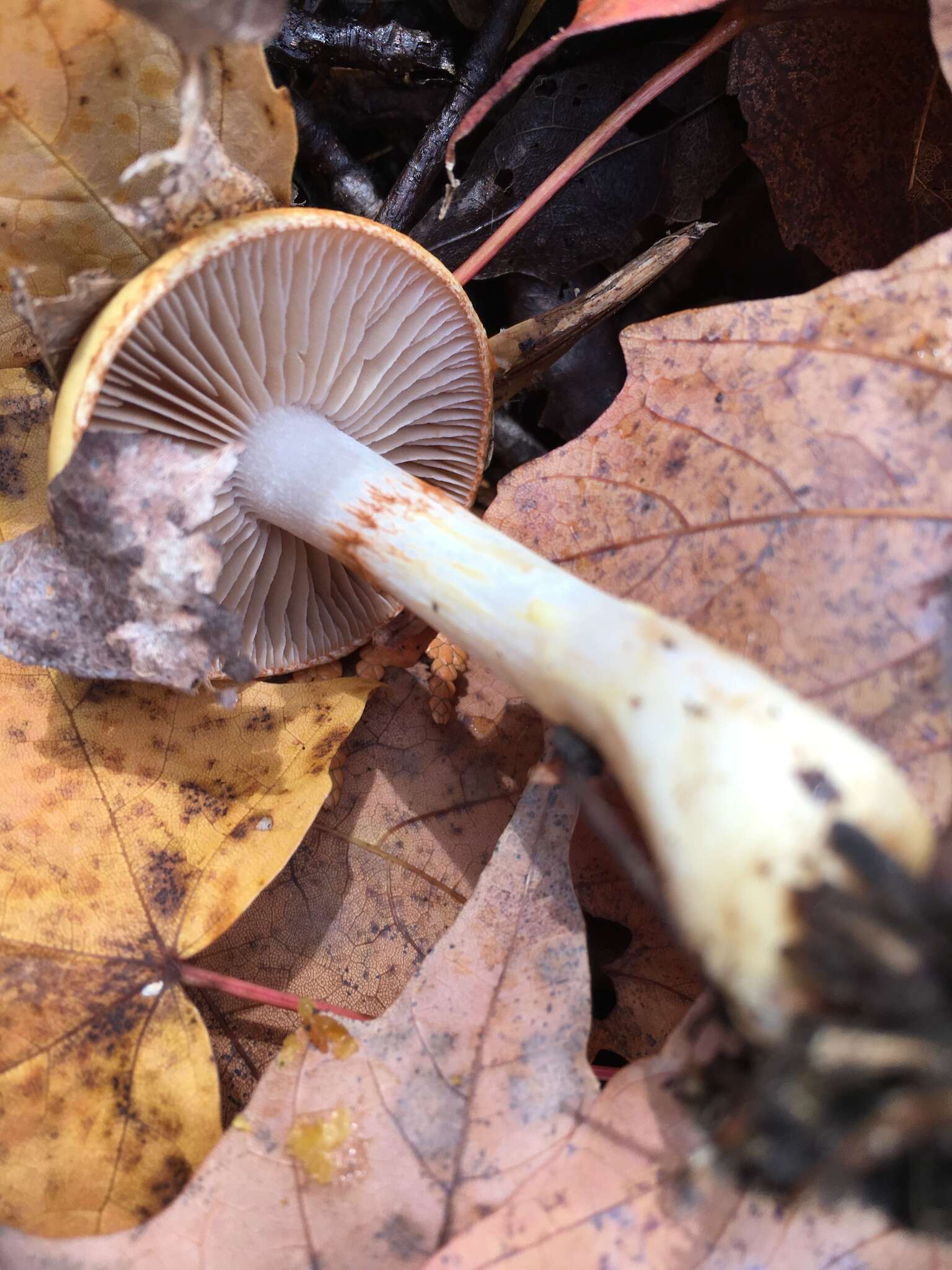 Imagem de Cortinarius delibutus Fr. 1838