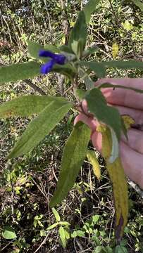 Image of Salvia retinervia Briq.