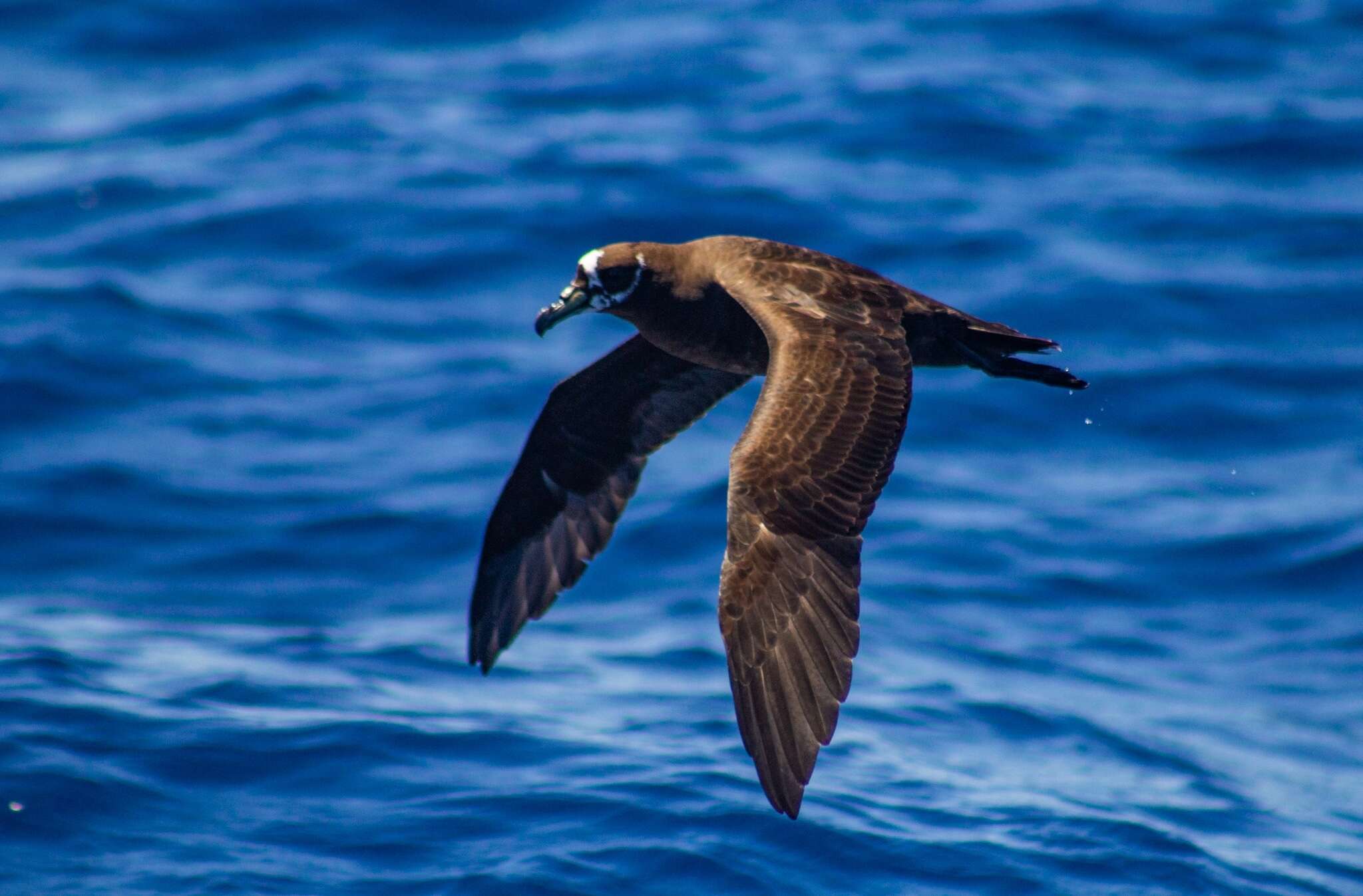 Image of Spectacled Petrel