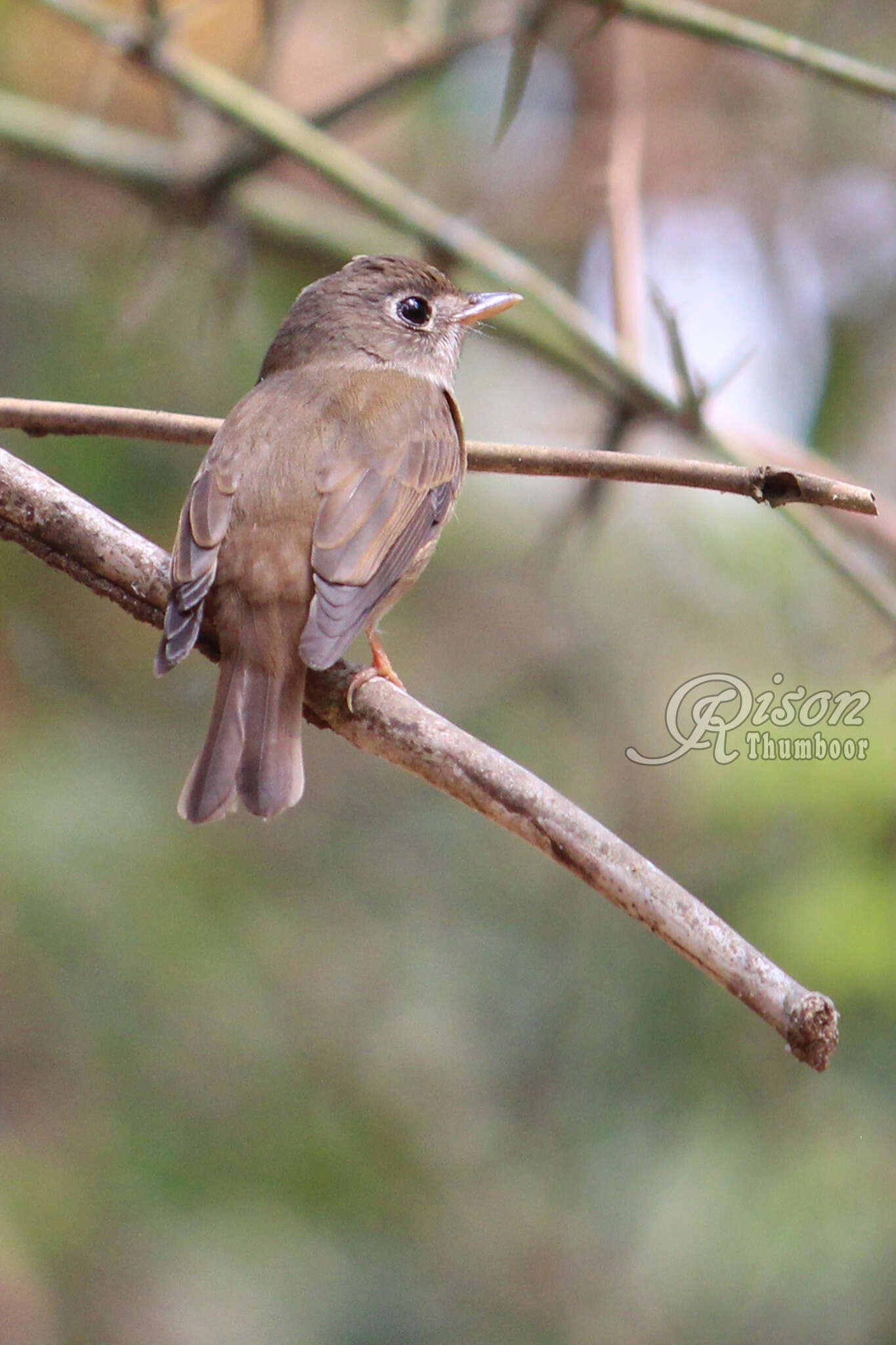 Muscicapa muttui (Layard & EL 1854) resmi