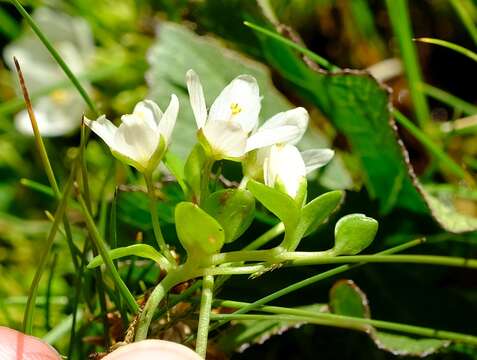 Image of Lysimachia huttonii (Harv.) U. Manns & Anderb.