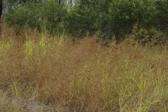 Themeda quadrivalvis (L.) Kuntze resmi