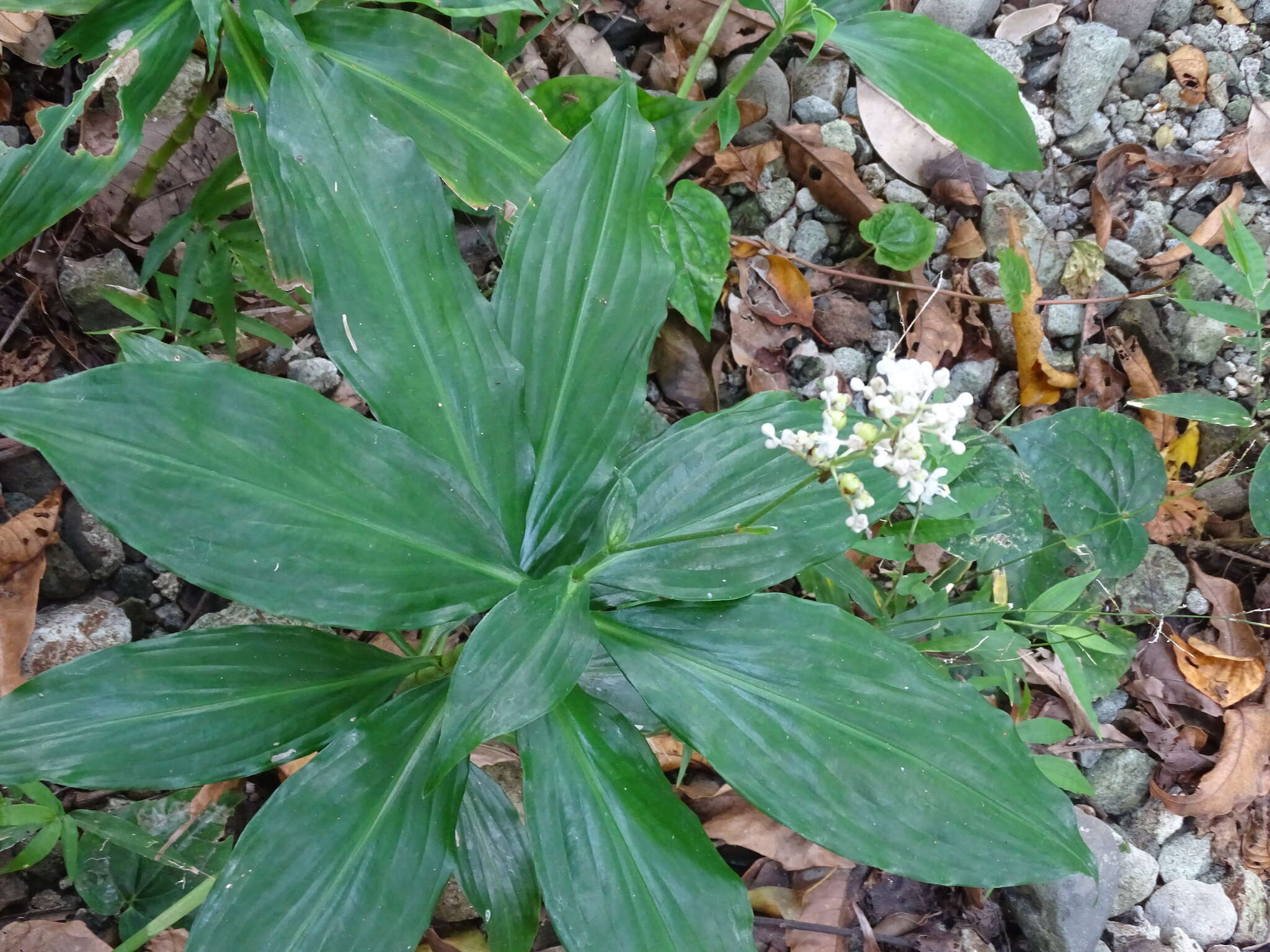 Image of Pollia secundiflora (Blume) Bakh. fil.