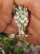 Image of Allium flavum subsp. tauricum (Besser ex Rchb.) K. Richt.