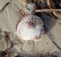 Image of austral scallop