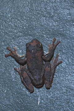 Image of Green-eyed treefrog