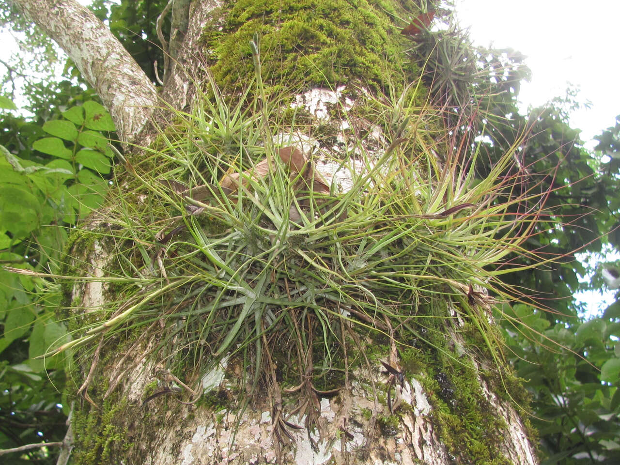 Слика од Tillandsia schiedeana Steud.