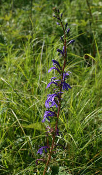 Image de Lobelia sessilifolia Lamb.