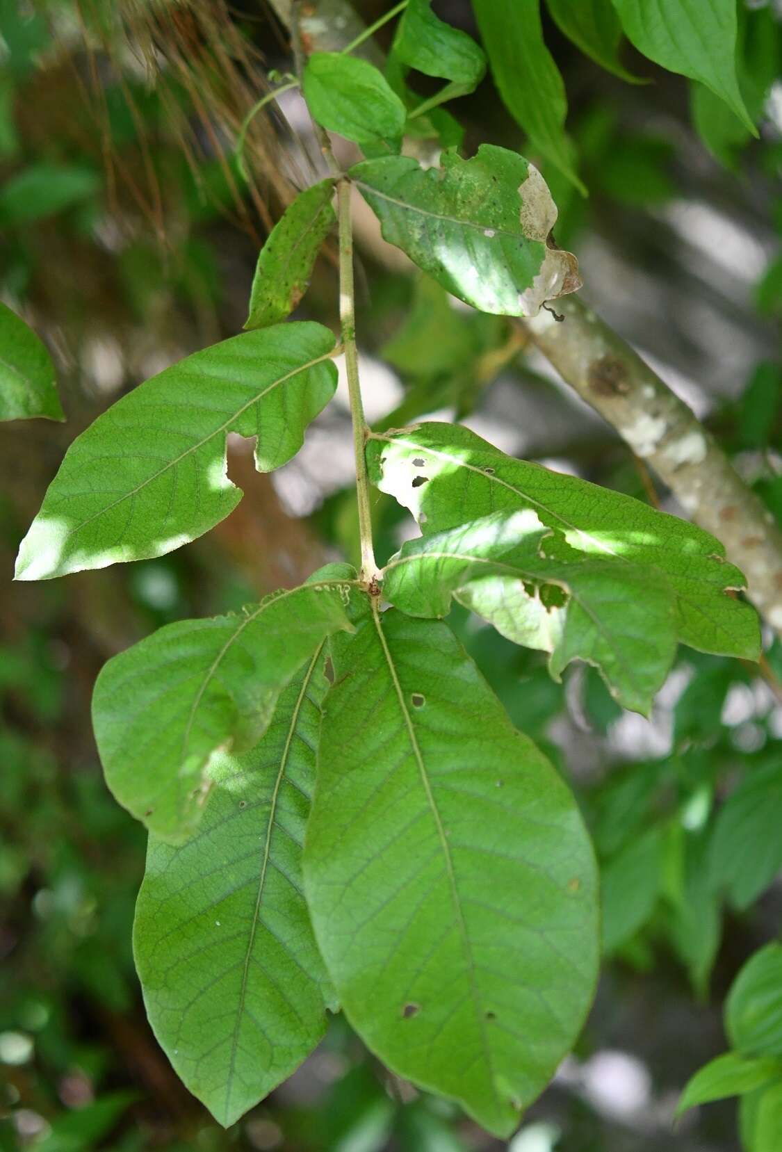Image of Quercus dysophylla Benth.