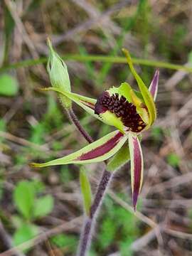 Image de Caladenia conferta D. L. Jones