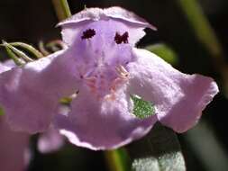 Image of Westringia blakeana B. Boivin