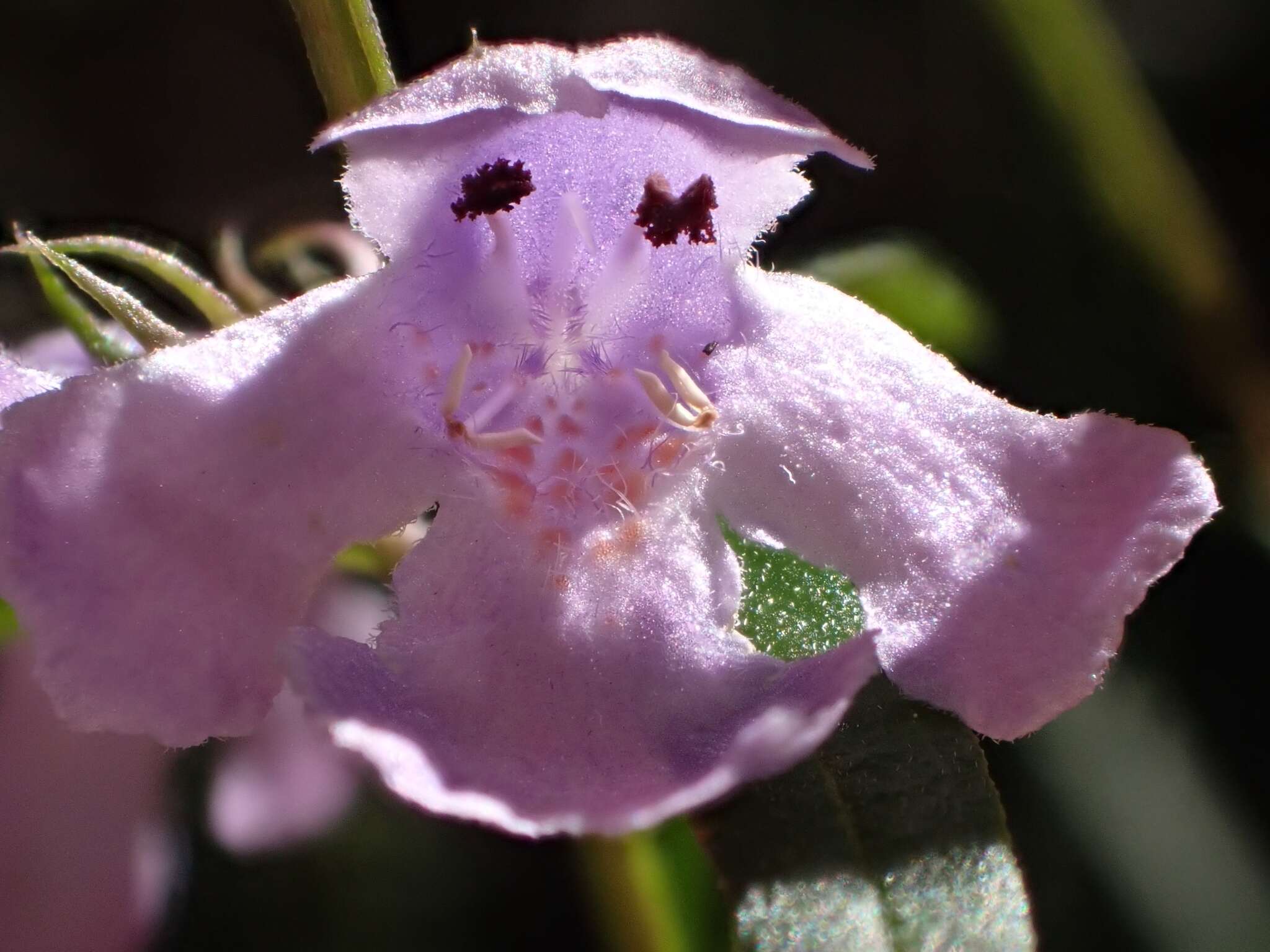 Image of Westringia blakeana B. Boivin