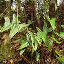 Imagem de Anthurium acutum N. E. Br.