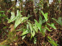 Imagem de Anthurium acutum N. E. Br.