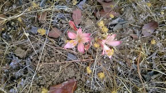 Image of Alstroemeria hookeri Sweet