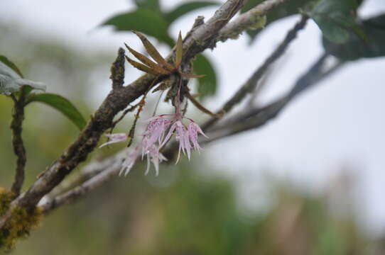 Plancia ëd Macroclinium lineare (Ames & C. Schweinf.) Dodson