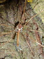 Image of <i>Pantopsalis coronata</i>